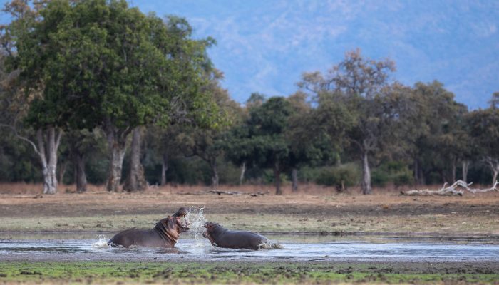 These are two popular wildlife spots located in the Mana Pools area. Visit these areas and spot elephants, lions, and other wildlife species.