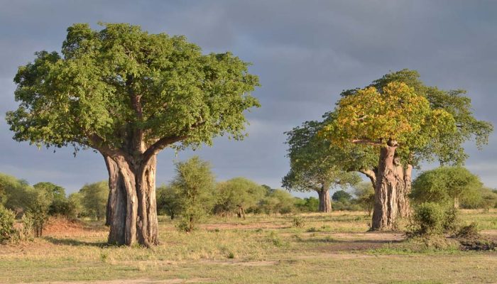 baobabs de tarangire