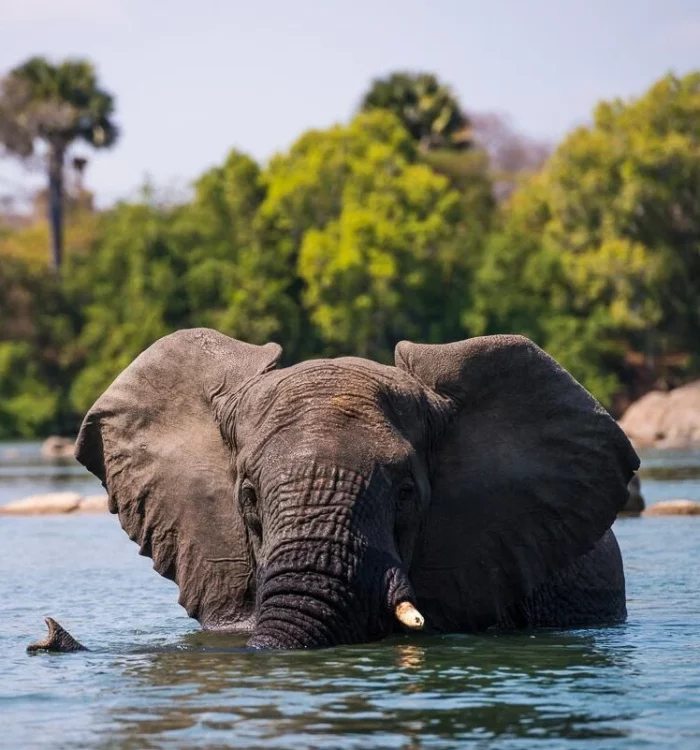 zambia elephants