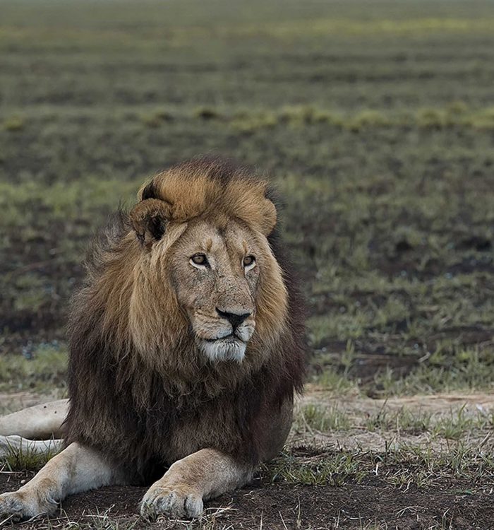 zambia lion